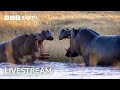 🔴 LIVE: Eight Unmissable Hippo Moments | BBC Earth