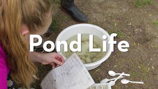 Pond Life - Educational Programs at the Humber Arboretum