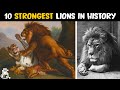 10 Most Powerful Lions in History