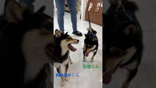 豆柴3きょうだい　運命の再会　#豆柴こはる#柴犬#Shiba Inu#かわいい犬#日本犬