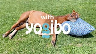 アドマイヤジャパン withYogibo 普段の使い方篇 15秒