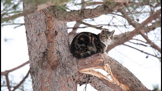 Cat that can't come down from a tall tree, WHY?