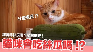 貓會吃絲瓜？做貓的絲瓜飯試試看！【貓副食食譜】貓鮮食廚房EP167