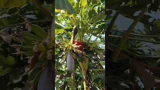 வாழை மரம், Vazhakkaai maram Banana Tree     #nature #viral #gardening