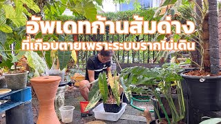 อัพเดทก้านส้มด่าง : ที่เคยเกือบตายเพราะระบบรากไม่เดิน