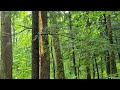 Massive Storm during Porcupine Mountain Backpack