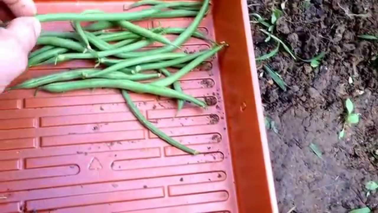 String Bean Harvest Youtube