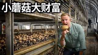 [ENG中文 SUB] Inside an ORGANIC MUSHROOM FARM in Austria!