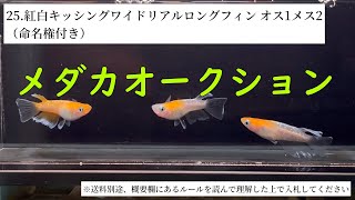 メダカオークション【概要欄を呼んで参加してね】