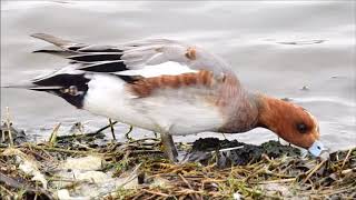 赤頸鴨 Eurasian Wigeon  ヒドリガモ 26DEC, 2018