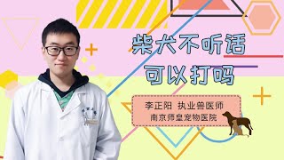 柴犬不聽話可以打嗎