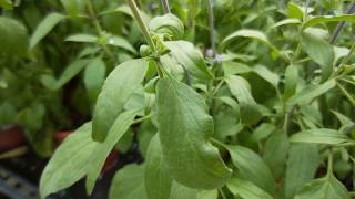 Salvia officinalis Linn 香草植物 鼠尾草葉形觀察