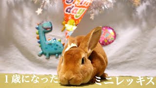 【プチ お誕生日会】うさぎの空 １歳になりました！！ − Happy Birthday kuu