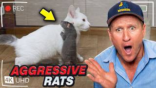 Homeowners couldn’t believe how rats were getting in…. SOLVED !