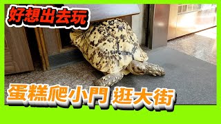 【豹龜】東非肯亞豹紋陸龜日常生活385~好想出去玩 蛋糕爬小門 逛大街~