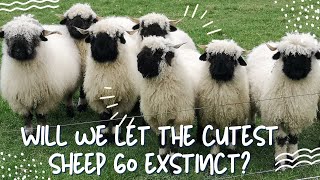 Valais Blacknose Sheep: The Adorable Farm Animal You Need to See