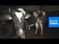 Cows with 'portholes' into stomach filmed by animal rights group