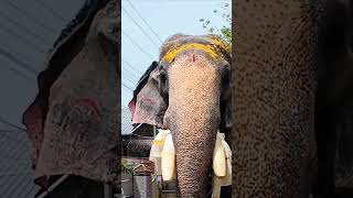 #908 . guruvayur rajasekharan #elephant_video