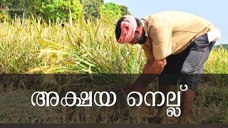 മലബാറിലെ ആദ്യത്തെ അക്ഷയ നെല്ല് കൃഷി | പെരിങ്കോന്ന്, ചെങ്ങളായി, കണ്ണൂർ