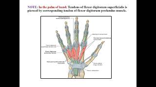 Lecture 6 Forearm