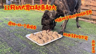 十一只幼犬胃口越来越大，鸡鱼狮子头黑虎妞下奶，虎妞吞完奶水多到暴涨