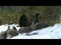 tiurleik med 20 rØy capercaillie display in froland norway