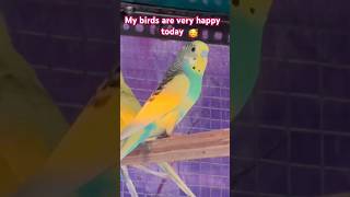 🦜#shorts #😘🐦 My birds is singing today#🤗😘