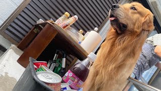 月に一度のBBQは皆勤賞を続けているゴールデンレトリバーベンツ。