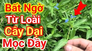 Cây Thài Lài trắng rau, Trai chữa bệnh gì - Công dụng và cách dùng cây rau Trai, Thài Lài trắng ...