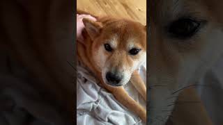 撫でられて気持ちよさそうな柴犬 #shibainu #柴犬 #しば犬