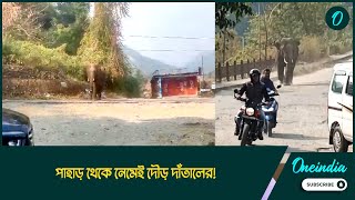 পাহাড় থেকে নেমেই দৌড় দাঁতালের! গাড়ির পিছু পিছু ছুটল হাতি, ভয়ে পালালেন স্থানীয়রা