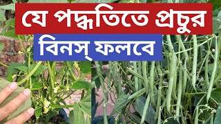 যে পদ্ধতিতে টবে সবচেয়ে ভালো বিনস্ চাষ হবে#agriculturaltutorial#