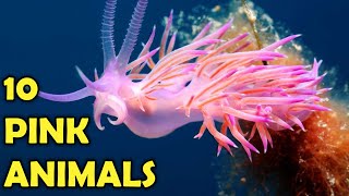 10 Beautiful Pink Animals For Kids!