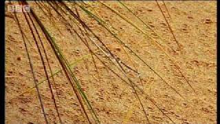 Weird fog in the Namib Desert - Dune - BBC Wildlife