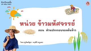 สื่อการเรียนรู้ หน่วย ข้าวมหัศจรรย์ ตอน ส่วนประกอบของข้าว