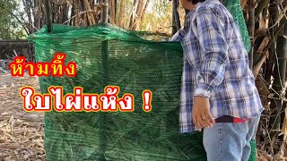 ห้ามทิ้ง! ใบไผ่แห้ง ทำปุ๋ยหมักประโยชน์เยอะ | เกษตรกรชาวบ้าน