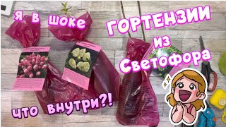 ГОРТЕНЗИИ ИЗ СВЕТОФОРА.ЧТО ВНУТРИ?