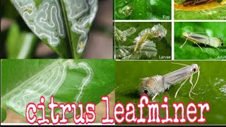 Citrus leafminer|| life cycle of leafminer|| leafminer control ||