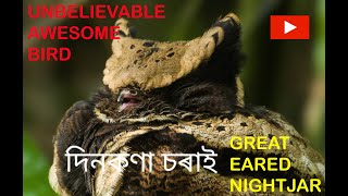 GREAT EARED NIGHTJAR.... A rare species of nightjar family. To know more Visit www.wildeast.in