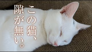 元野良猫が持つ緊張感。