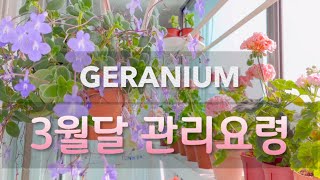 제라늄 3월달  관리요령  #geranium #제라늄키우기 #제라늄분갈이용토