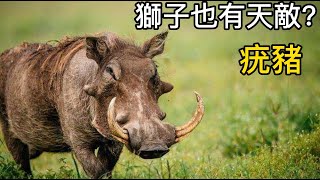 獅子竟都跑不過豬！疣豬奔跑方式跟馬似的，比獵豹還厲害【動物世界】#動物世界 #動物解說 #紀錄片 #animals #疣豬#獅子