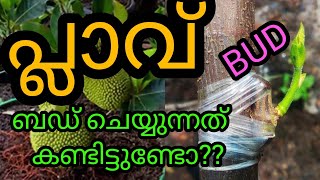 പ്ലാവ് BUD ചെയ്താലോ?? ❤️♥️കണ്ടിട്ടുണ്ടോ... വീഡിയോ🌹😍🌹 ഫുൾ കാണാൻ മറക്കല്ലേ 👍♥️❤️