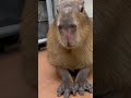 カピの手 capybara