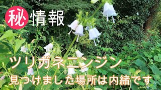 神奈川県・厚木市・愛川町・鳶尾山・・鳶尾山頂の野草情報❻です