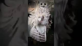 Сова поймала мышь #совы #funny owl #cute owl #shorts