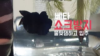 [Aquavlog] 베타이야기#3 쇼크사방지법 - 물맞댐/온도맞댐 | 오늘의린이