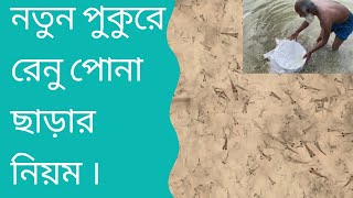 পুকুরে রেনু পোনা চাষ পদ্ধতি ও রেনু পোনা ছাড়ার নিয়ম | Renu pona chas poddhotti | Dhani ponar chas