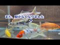 【アクアリウム】錦鯉水槽飼育😊塩浴中の錦鯉の様子がおかしいです💦何か病気なのでしょうか❓