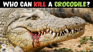 6 Animals That Could Defeat A Crocodile